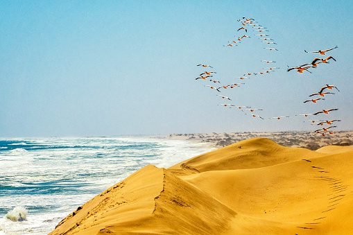 Birds flying over Walvis Bay, Namibia's yellow sands