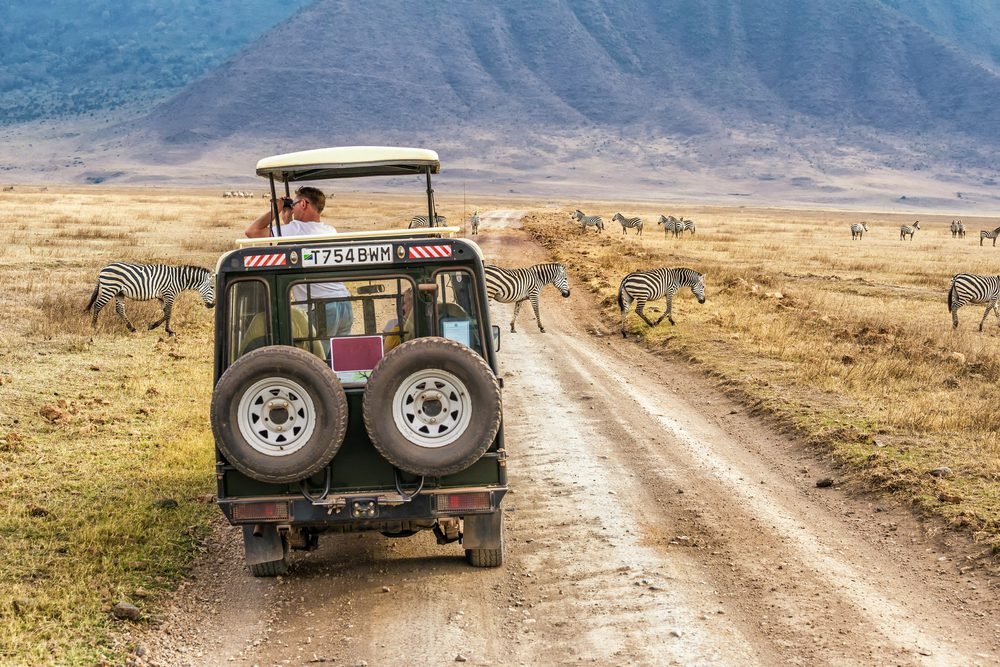 Safari with Zebras and a truck with a tourist taking photographs