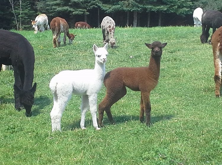 alpacas on green grass in tourist spots in Timmins, Canada