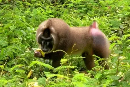 These Tantalus monkeys are one of the commonest primates in Gashaka-Gumti National Park 