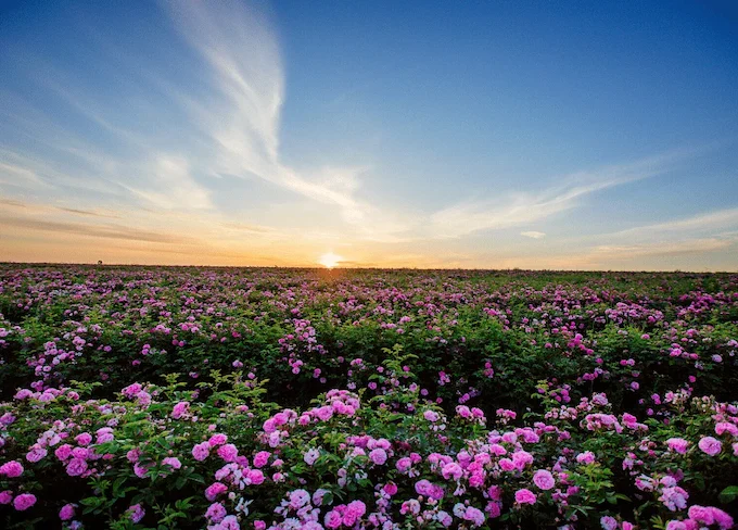 Valley of roses a hidden gem in Morocco