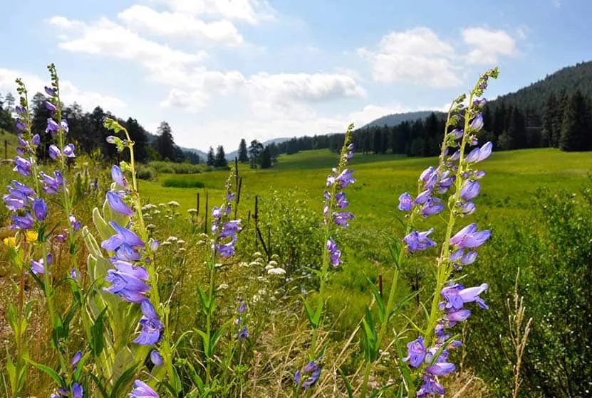 Things To Do In Conifer, Colorado: Best Activities: Visit Meyer RANCH PARK