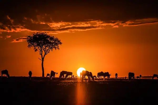 Sunset at Maasai National Reserve