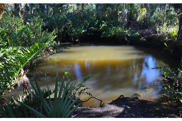 Werner-Boyce Salt Springs State Park