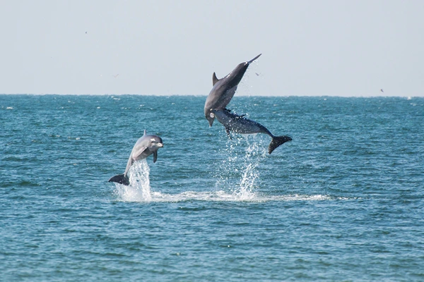 Two dolphins diving out of the water