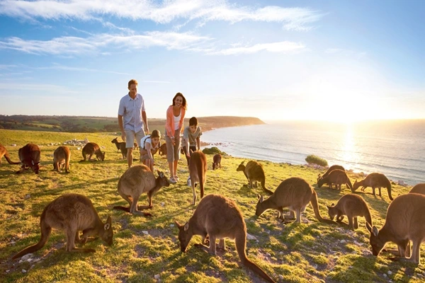A family playing with baby kangaroos on kangaroo island, things to do in Oceania