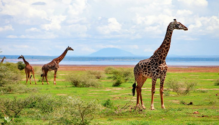 Three brown Giraffes in an open Safari in Tanzania with fairly green land.