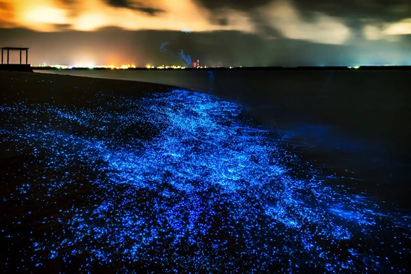 A bioluminescent beach at night over a foggy golden-white cloud