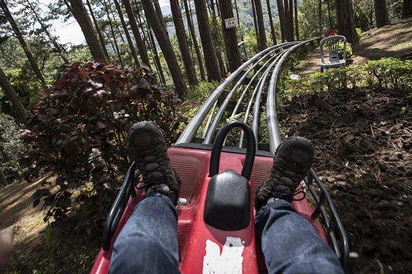 A man sliding through a roller coaster through the forest surrounded by tall trees.